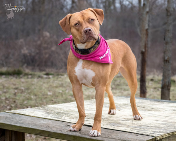 A cinnamon colored pitbull standing on a table.