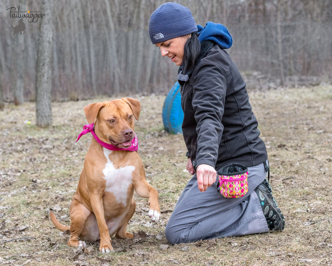 A dog trainer working with an American Staffordshire terrier in a dog park.