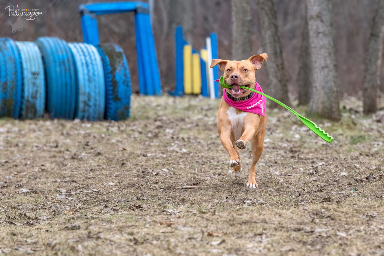 Orange colored American Staffordshire terrier running with a green ball launcher in her mouth.