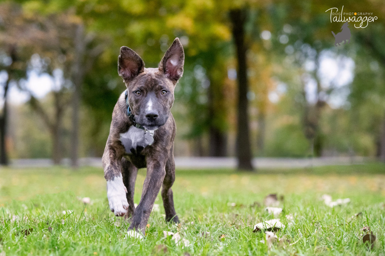 Four month old shepherd mix puppy running through the grass ears pointing straight up