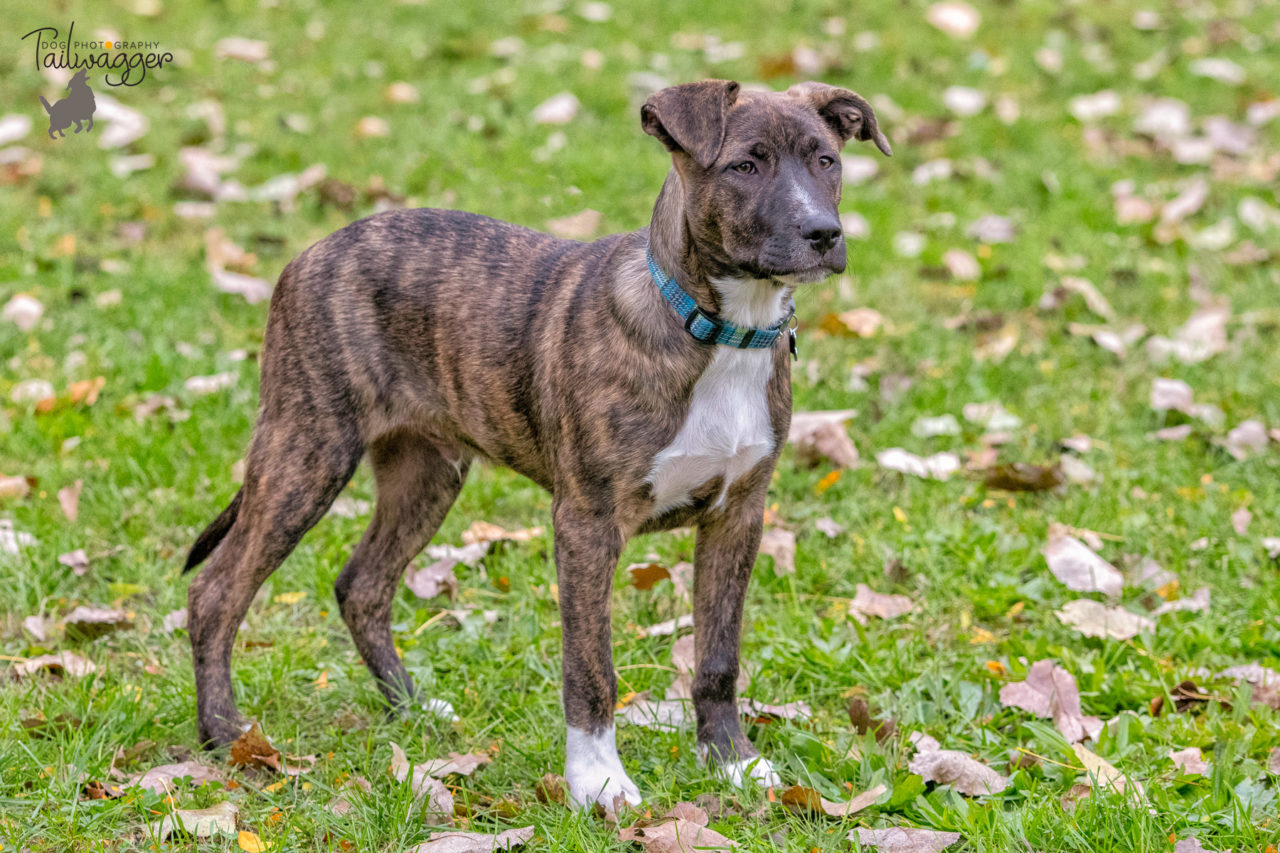 Full body photo of a 4 month old shepherd mix puppy at the park