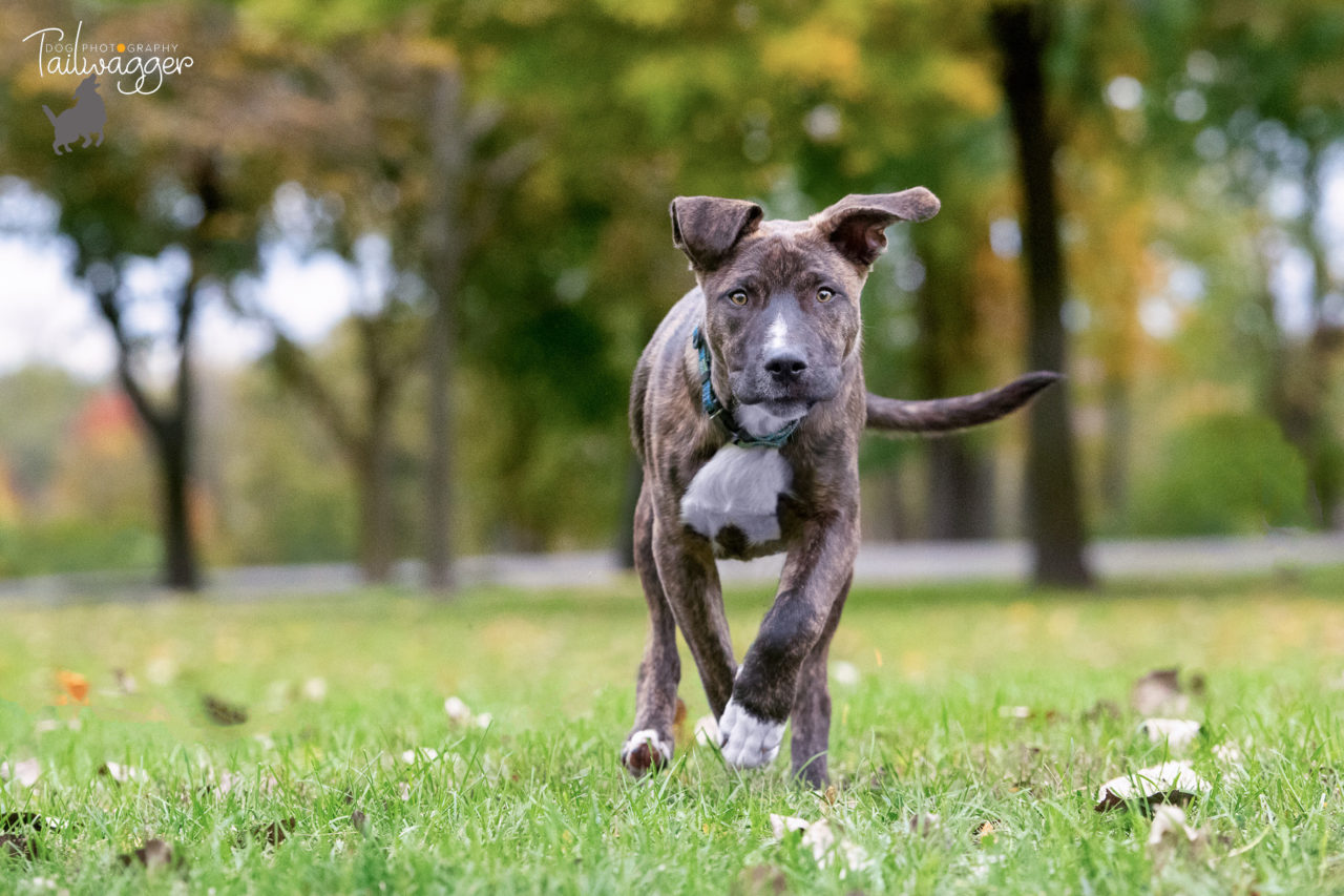 A mixed Shepherd mix puppy running at the park.