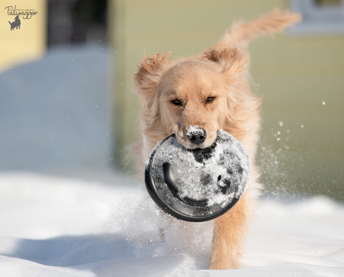 A Golden Retriever with his black frisbee.