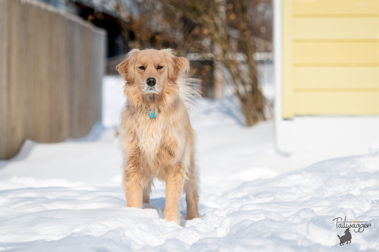A male Golden Retriever standing in the snow in his backyard.