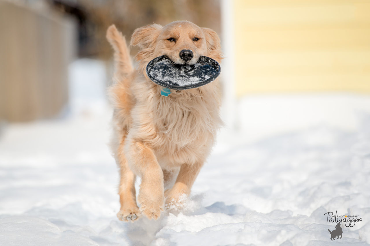 A male golden Retriever retrieving a black frisbee.