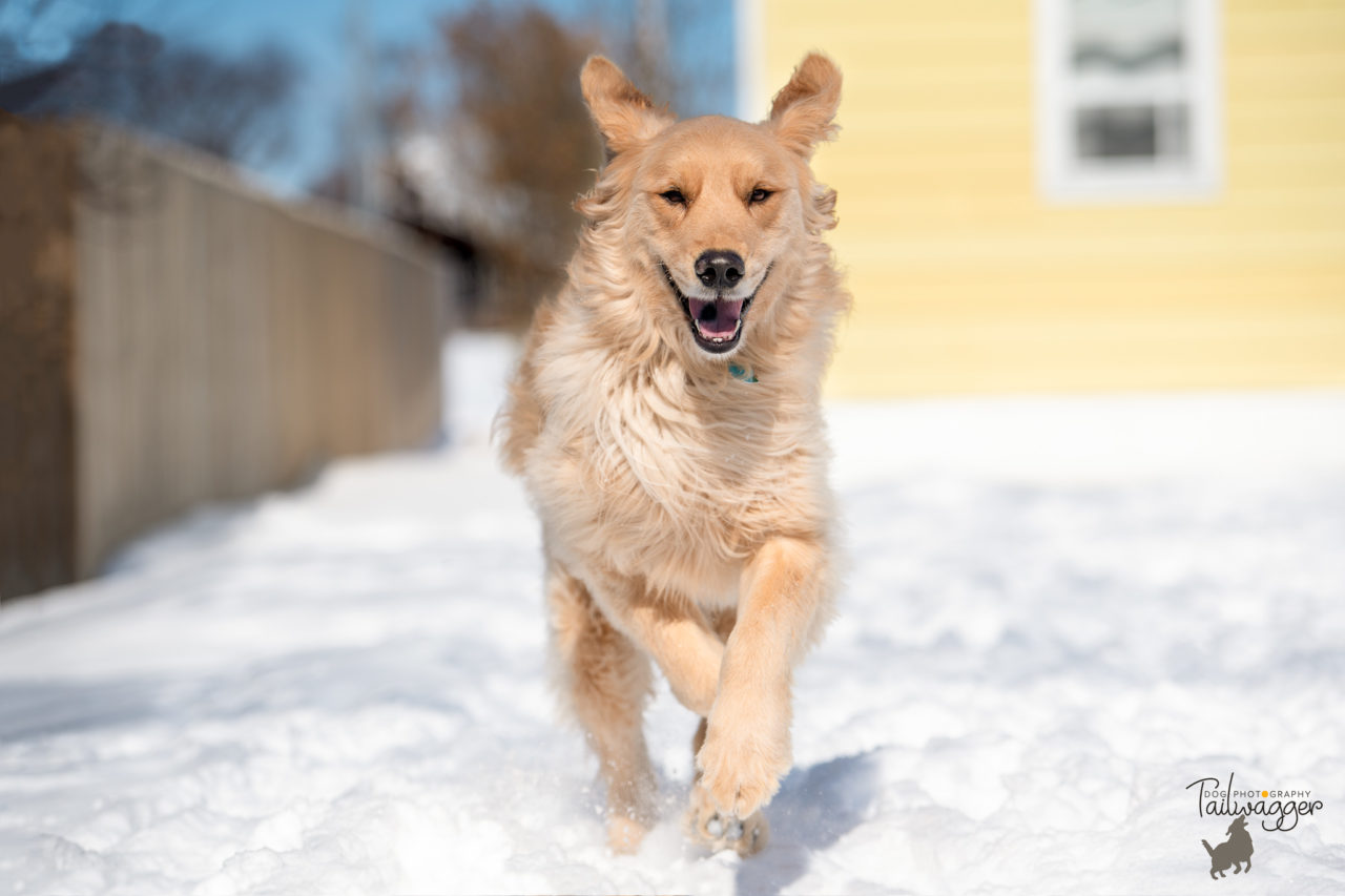 A Male Golden Retriever dog running through the snow on a sunny day.