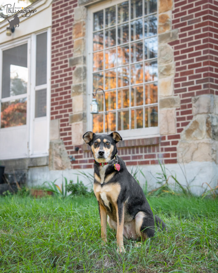 Black and tan dog sits in front of her brick house.