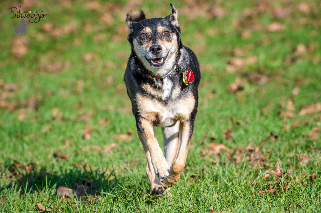 Black and tan dog runs in the grass.