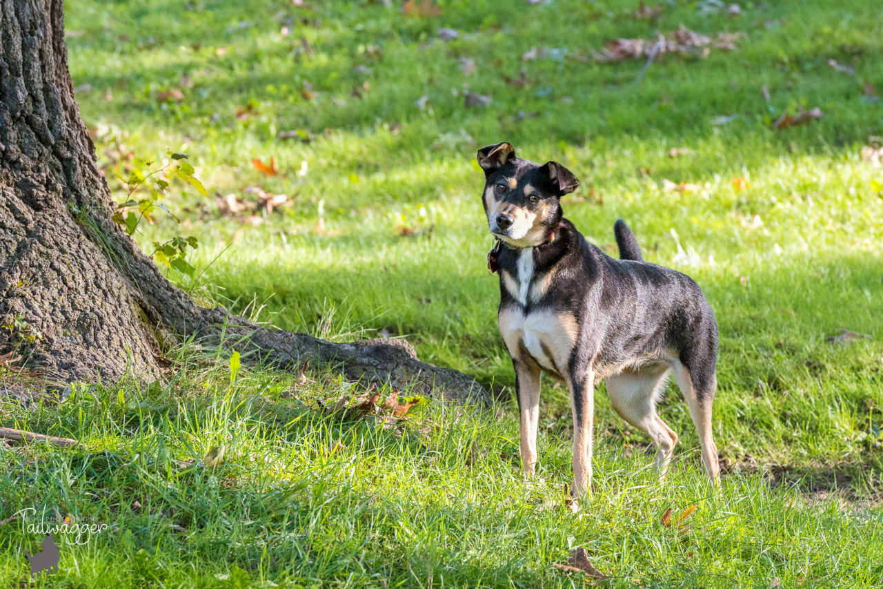 Medium sized Black and tan dog stands by a tree at the park.