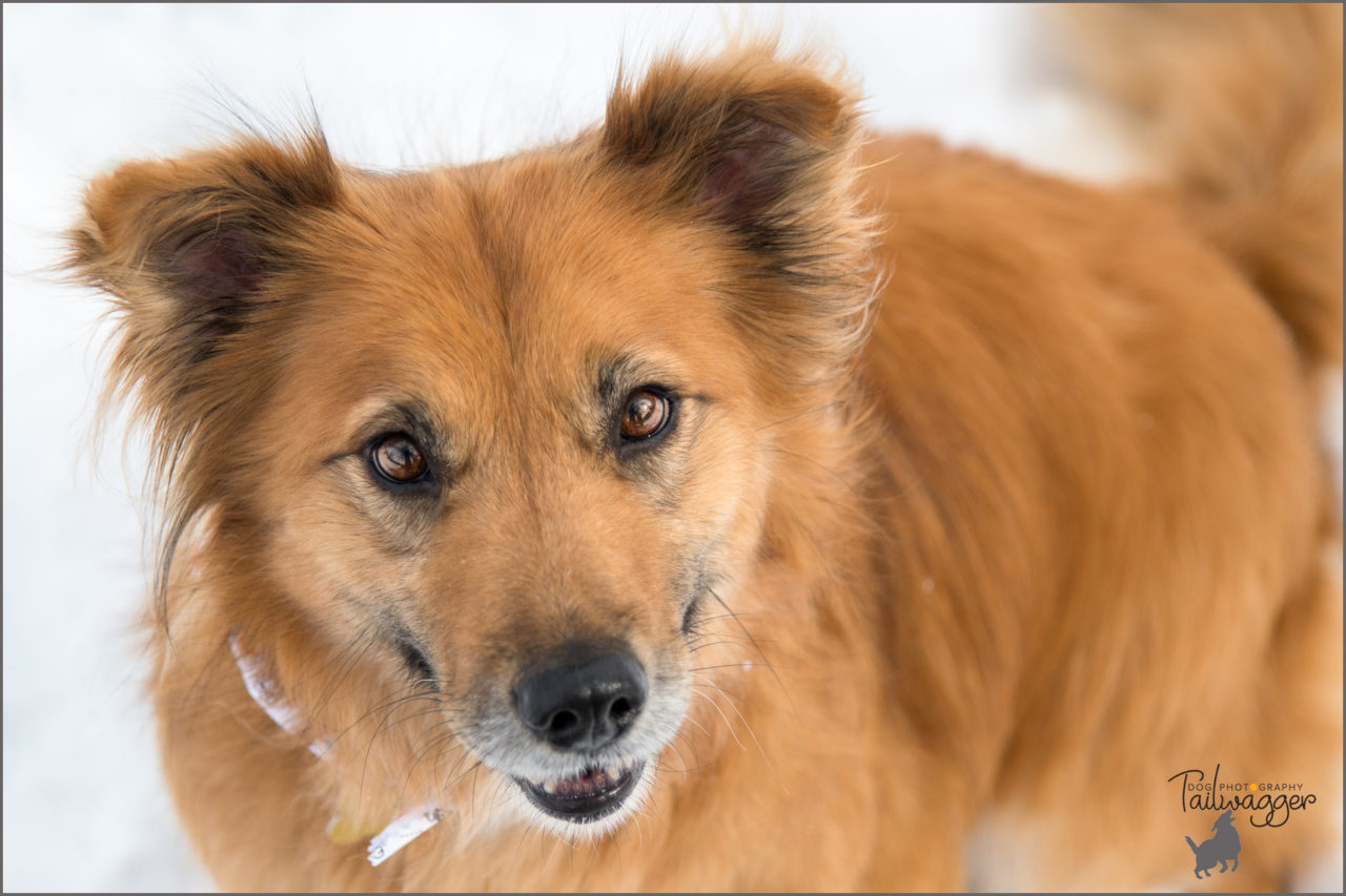 A headshot looking down at a female Golden Retriever dog.