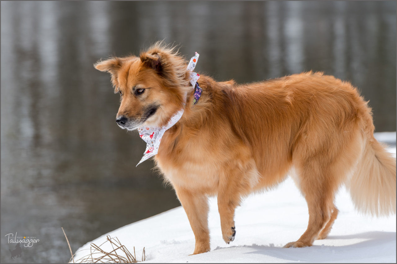 A female Golden Retriever mix stands by the river and holds her left leg slightly off the ground.
