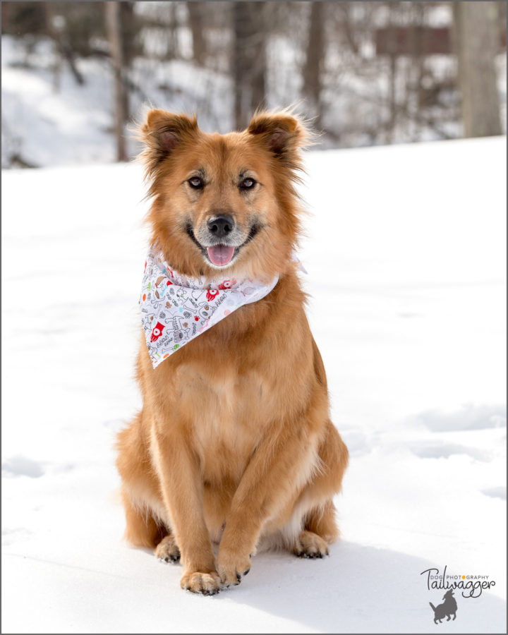 A female Golden Retriever mix sits in the snow.