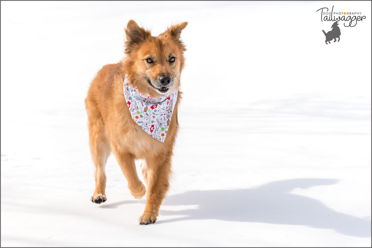 A Golden Retriever mix stands in the snow.