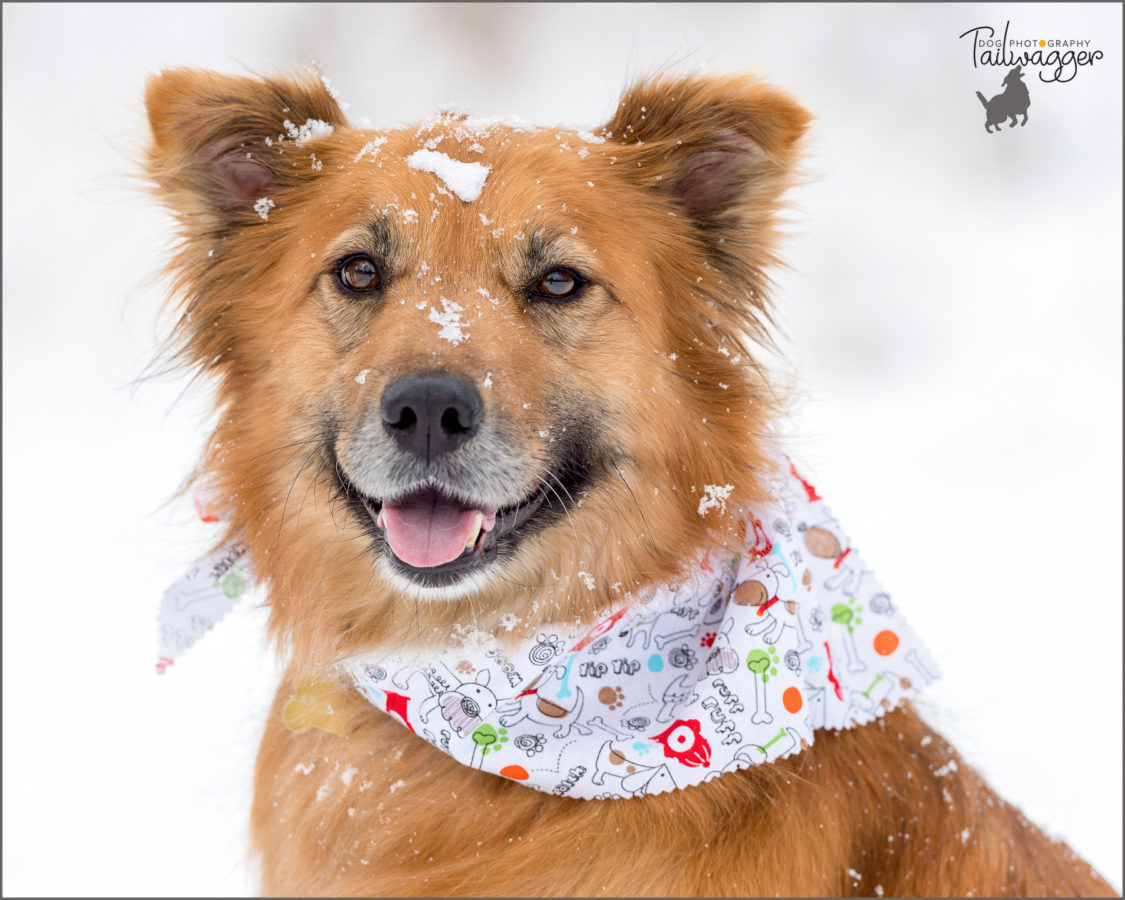 Headshot of a Golden Retriever mix with snow on her head.