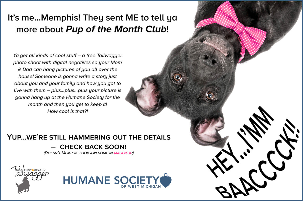 Promo for Tailwagger Dog Photography's Pup of the Month Club.
