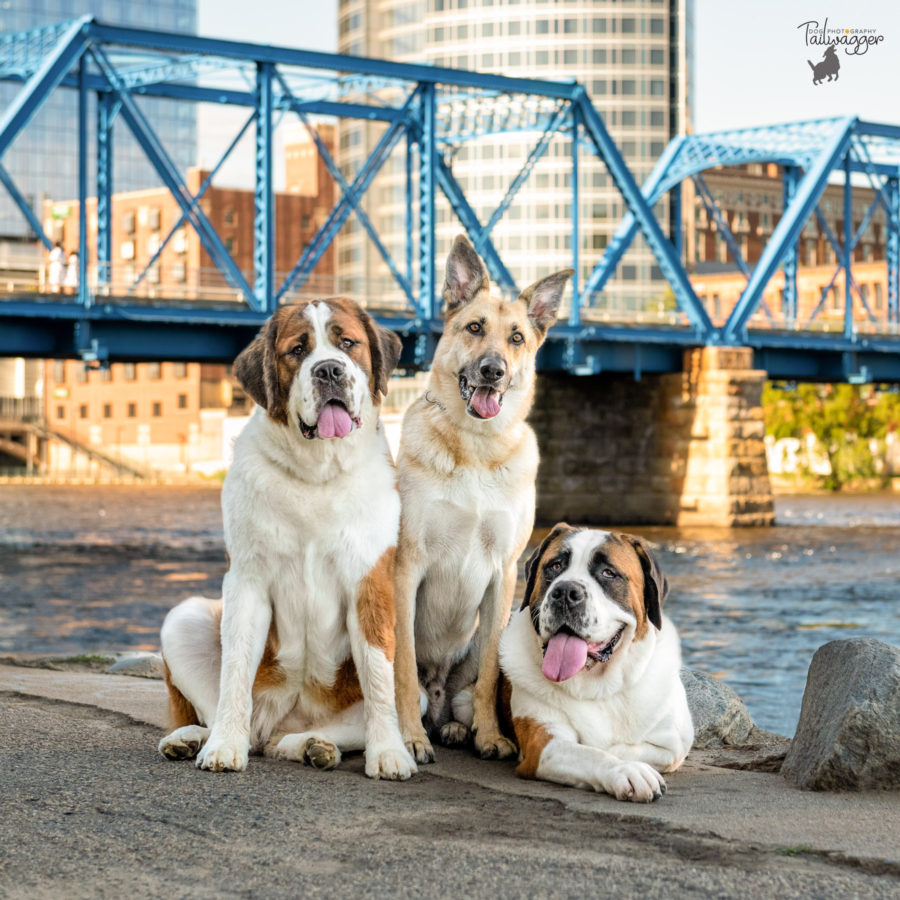 Two Saint Bernards and one German Shepherd pose for their photo with the Blue Bridge in Grand Rapids, MI behind them.