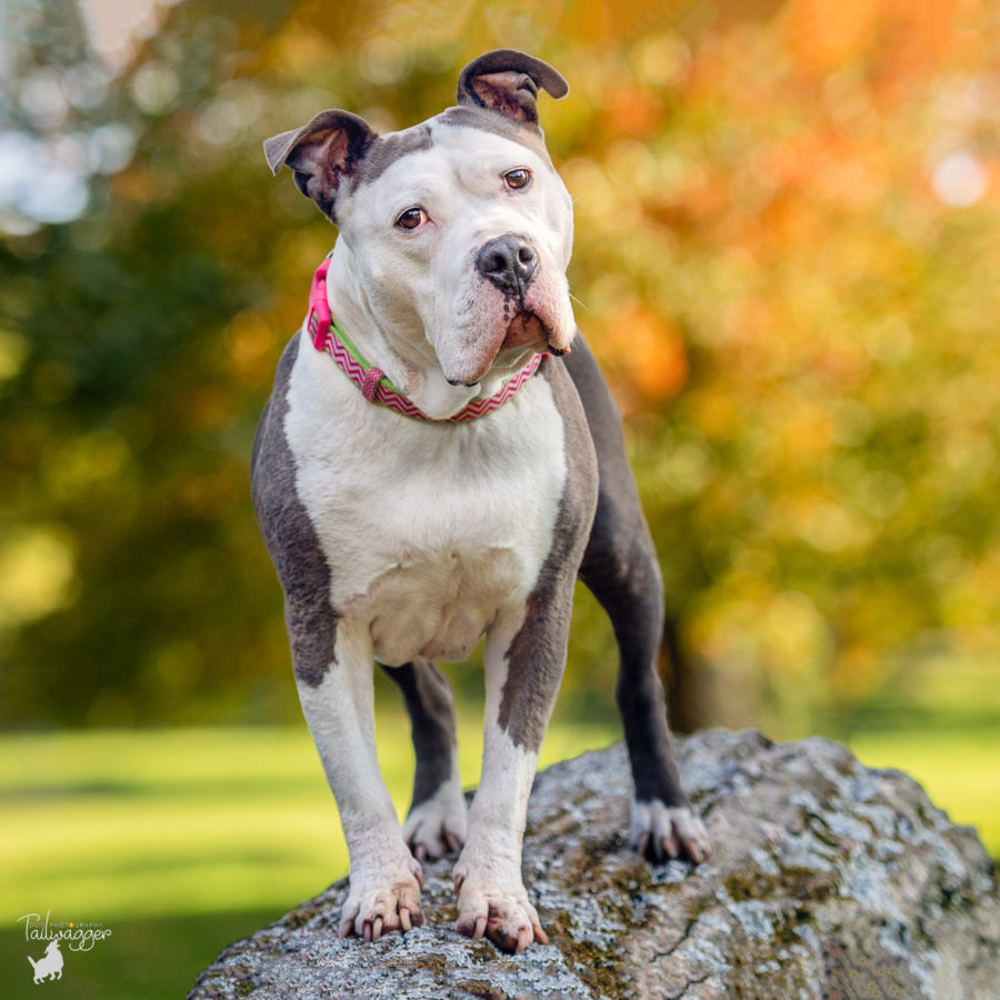A female Staffordshire Terrier stands on a felled tree trunk at Johnson Park in Walker, MI. 