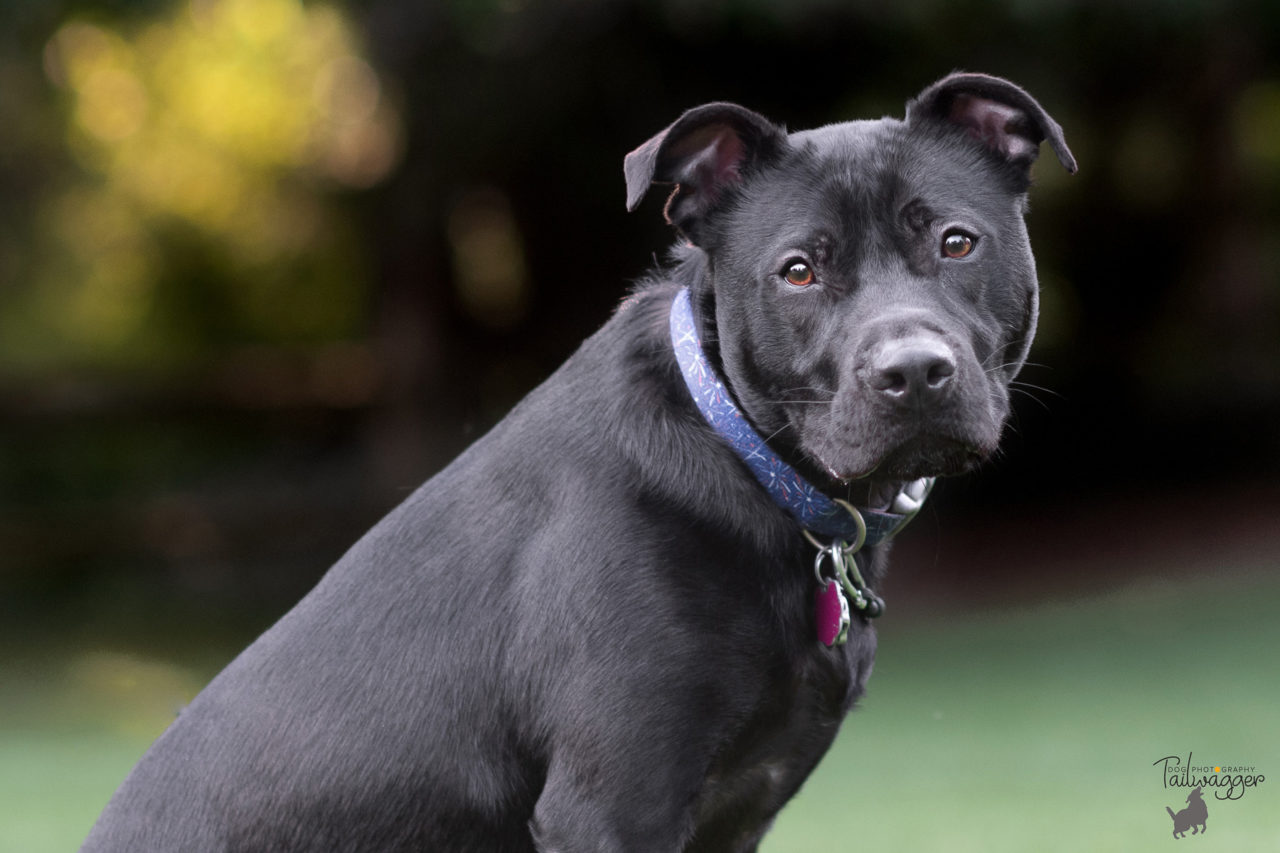 A black lab, beagle, pit bull mix adult male dog looking into the lens.