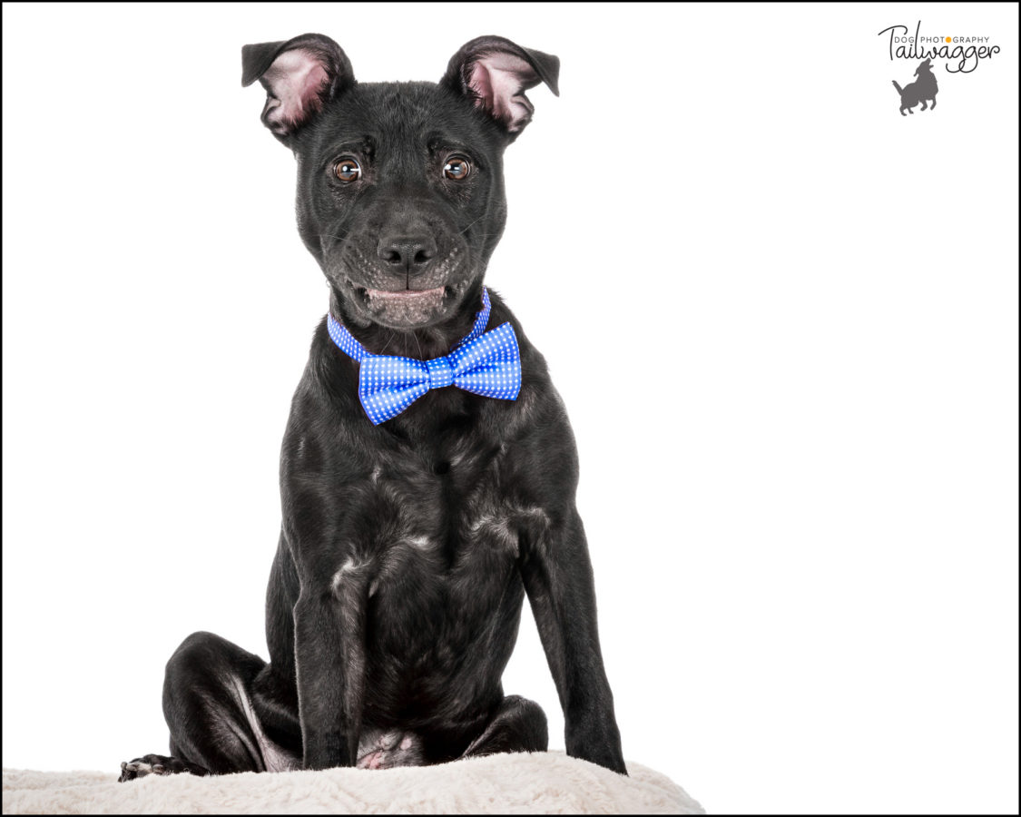 A black lab, beagle, pit bull mix puppy sits on the edge of a dog bed in Tailwagger Dog Photography's studio.