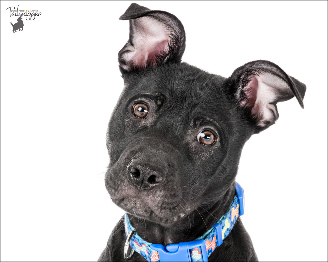 Headshot of a black lab, beagle, pit bull mix puppy with a white seamless background.