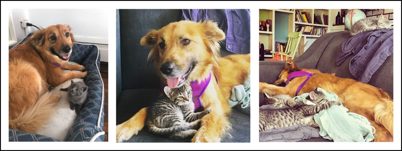 A composite of a Golden Retriever mix snuggling with young kittens.