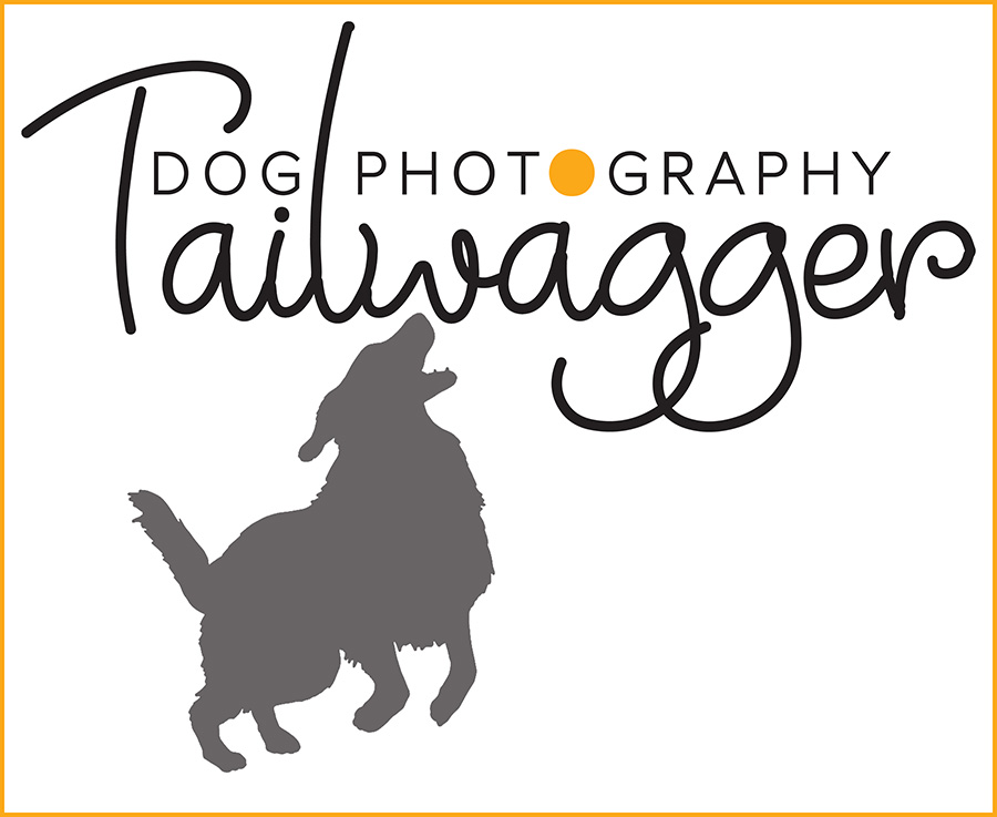 Logo of Tailwagger Dog Photography with a yellow stroke