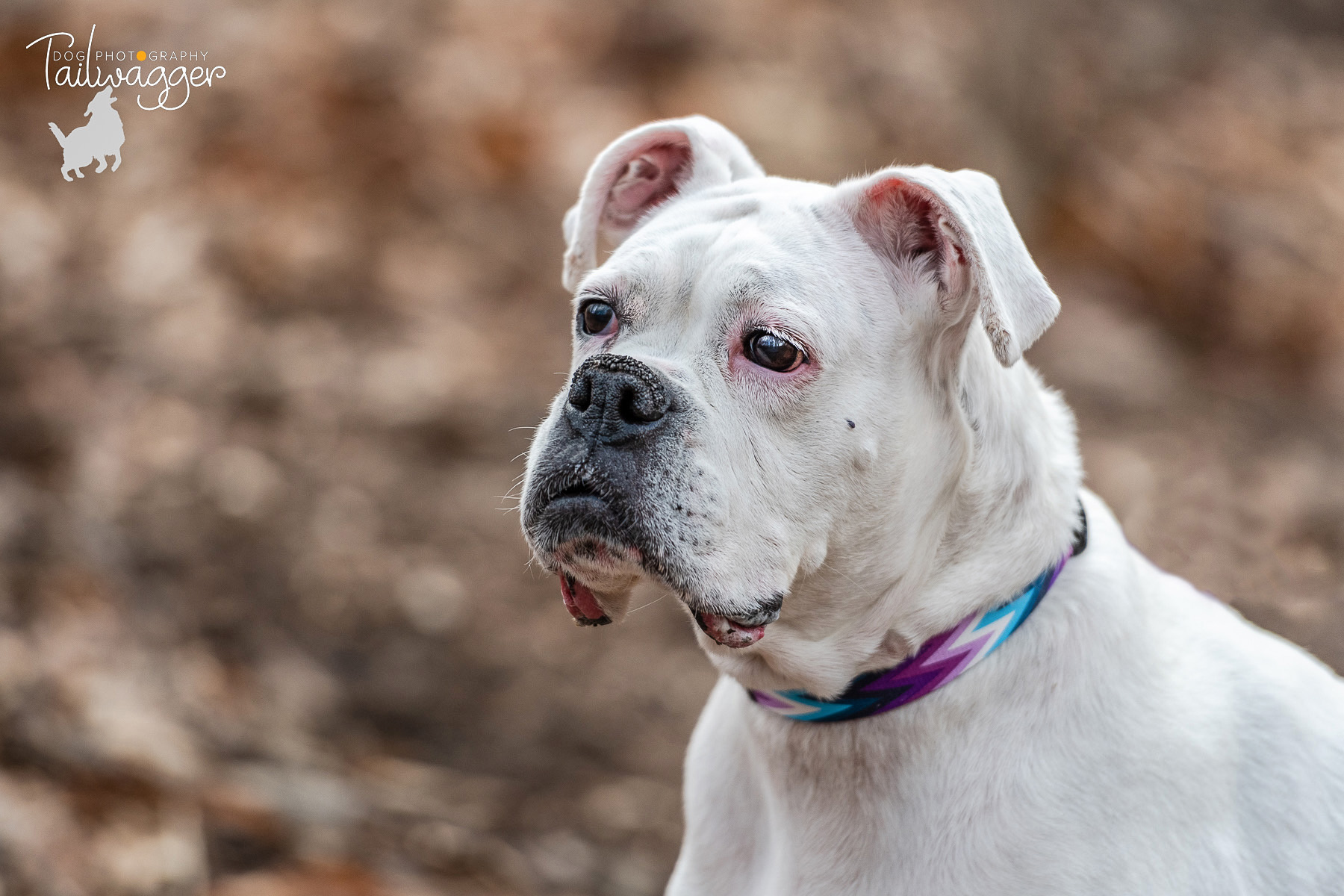 Headshot of a white, deaf boxer at Buck Creek Park in Wyoming, MI.