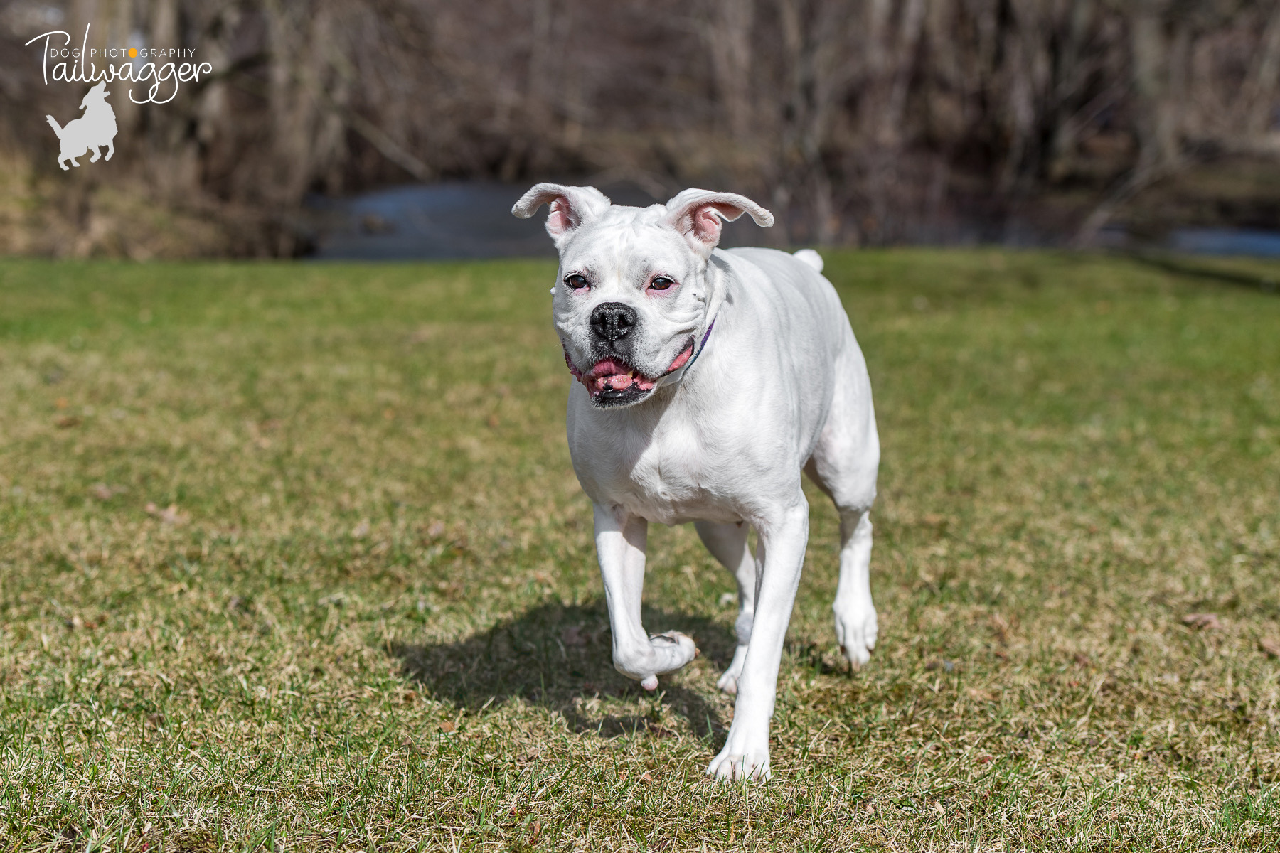 A white boxer runs at the park with a creek in the background.