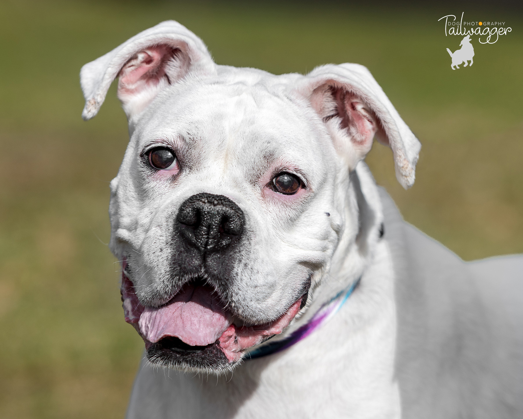 Headshot of a smiling white 8 year old boxer.