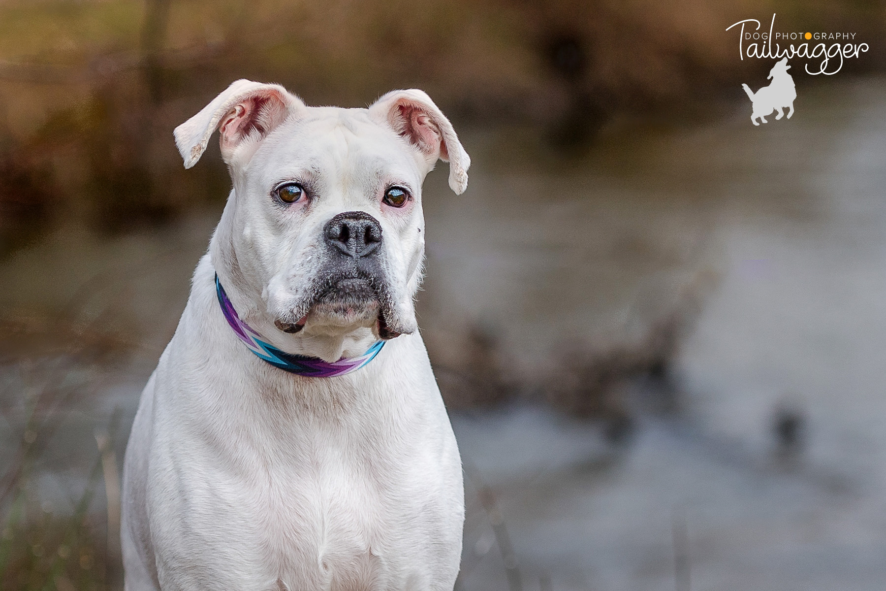 A white boxer sits in front of a stream at the park.