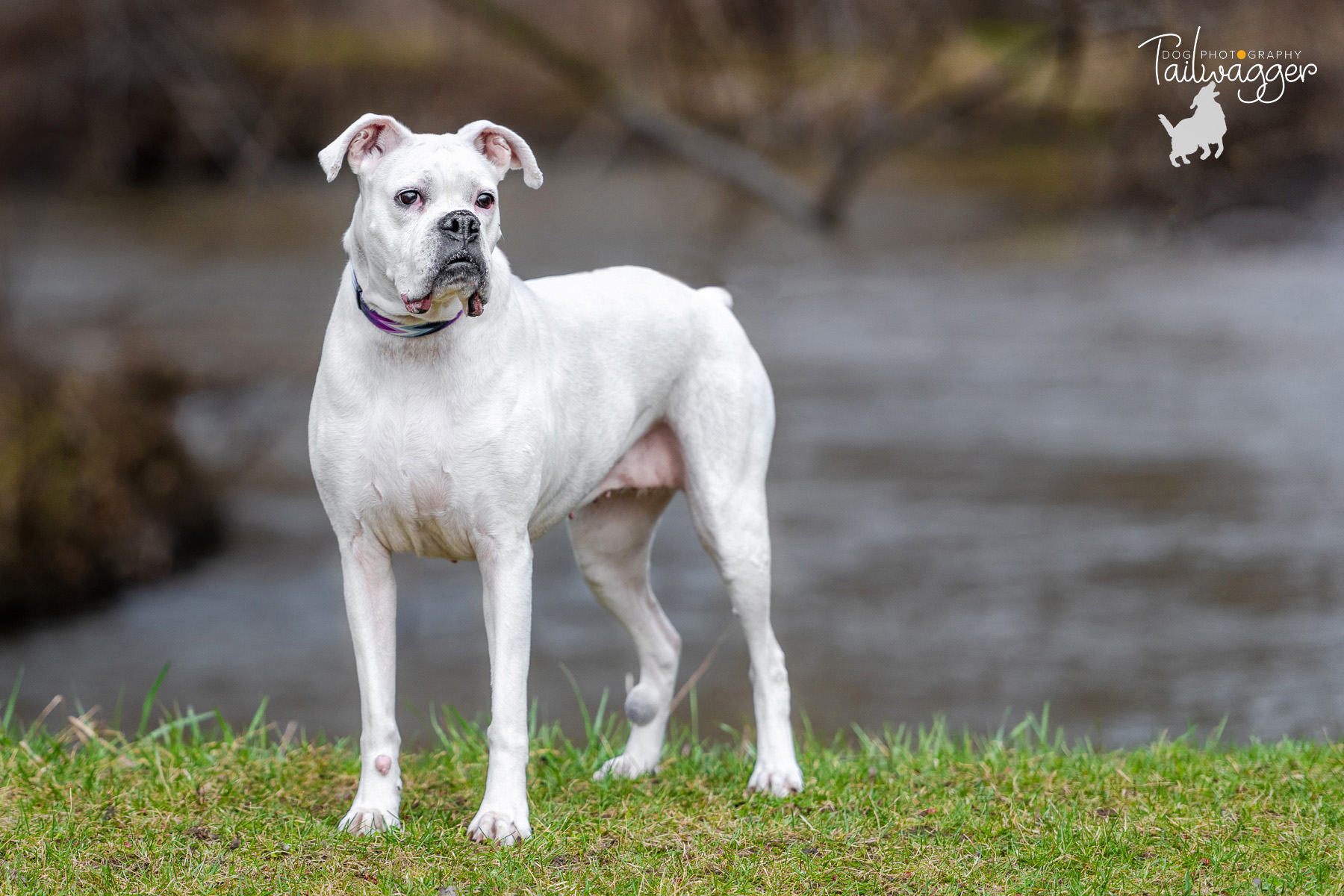 A white 8 year old boxer stands by the creek at Buck Creek Park in Wyoming, MI.