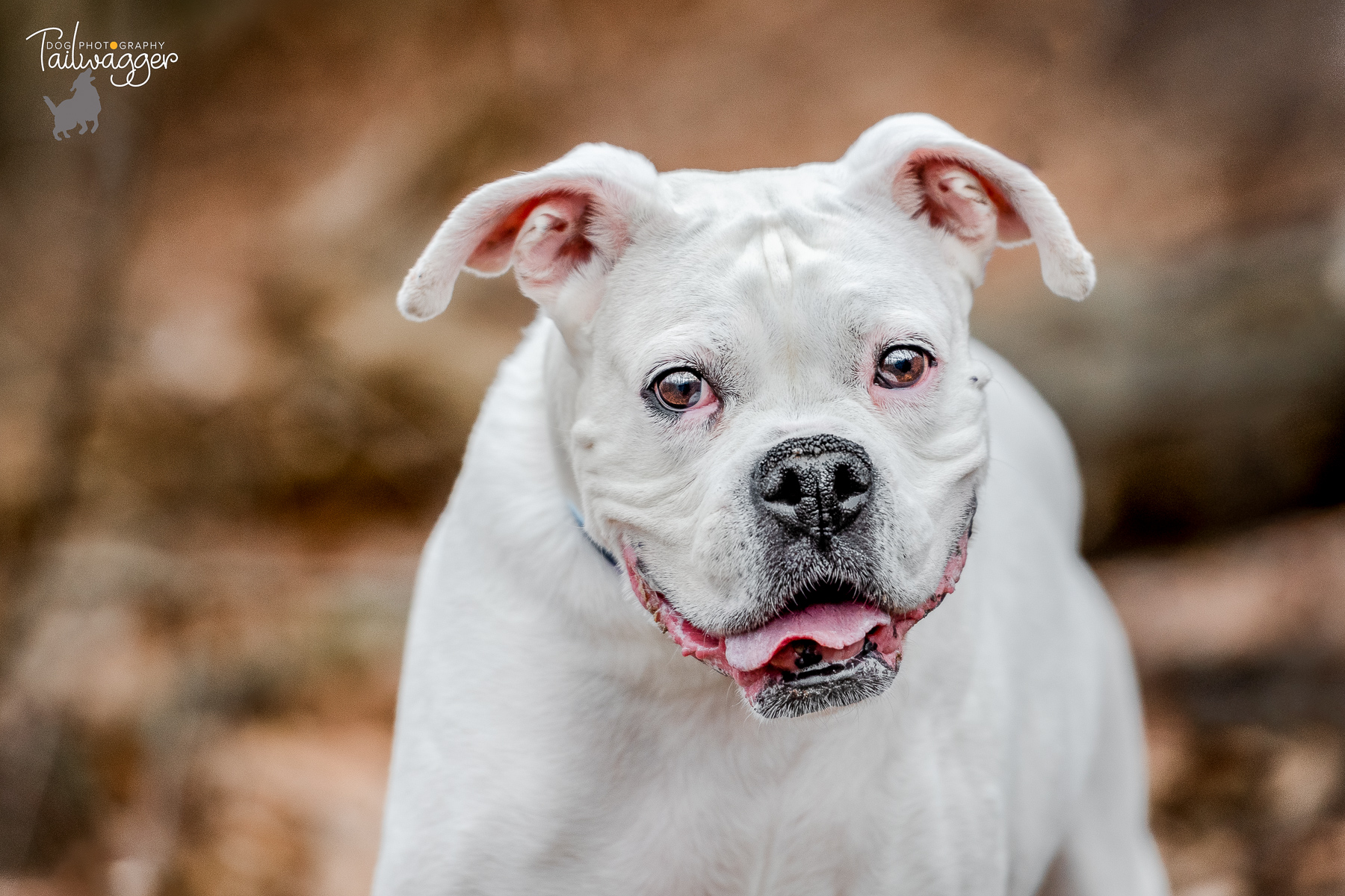 A white 8 year old boxer looks into the lens and smiles.