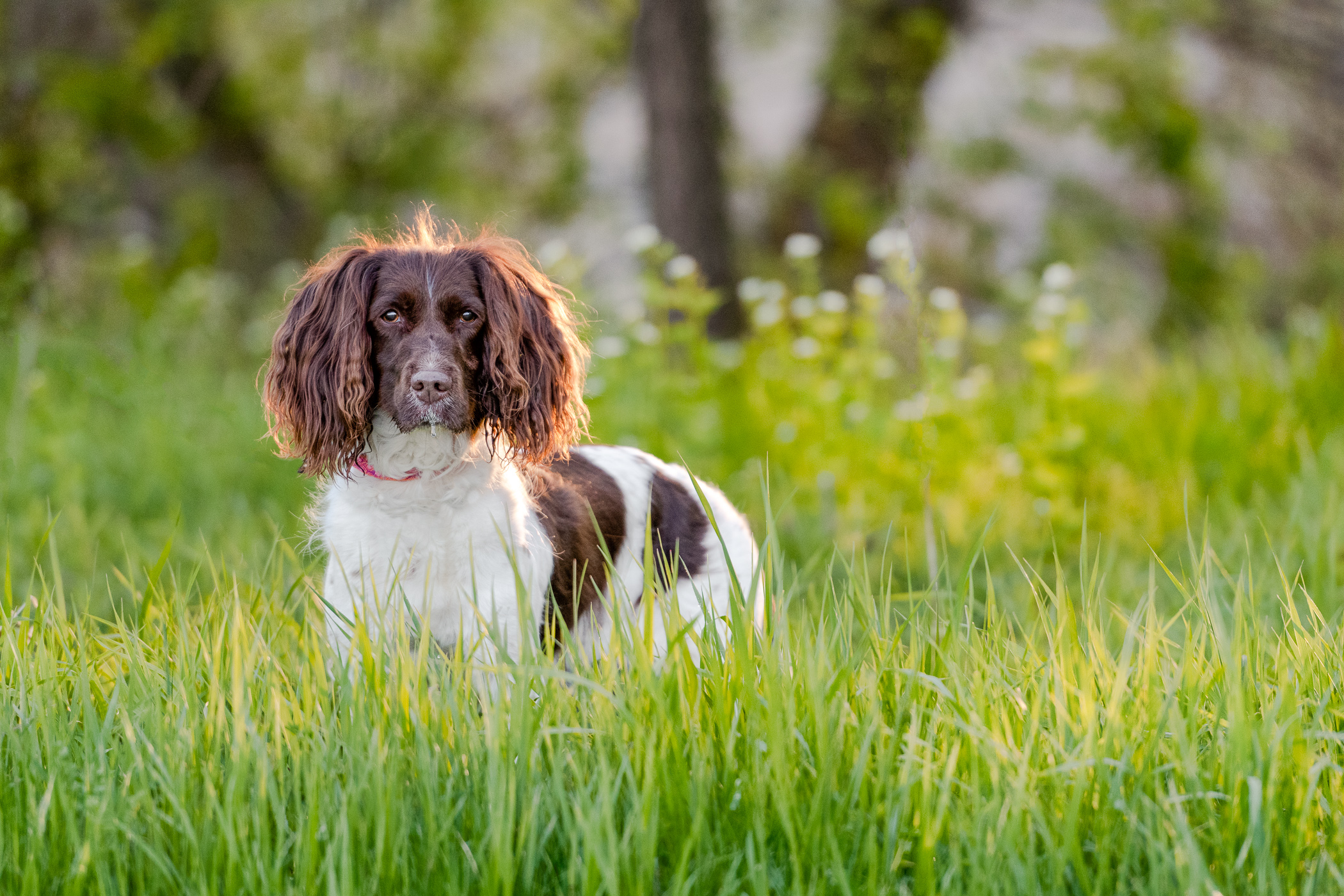 An English Springer Spaniel stands in the tall grass at the Milennium Park in Grand Rapids, MI.