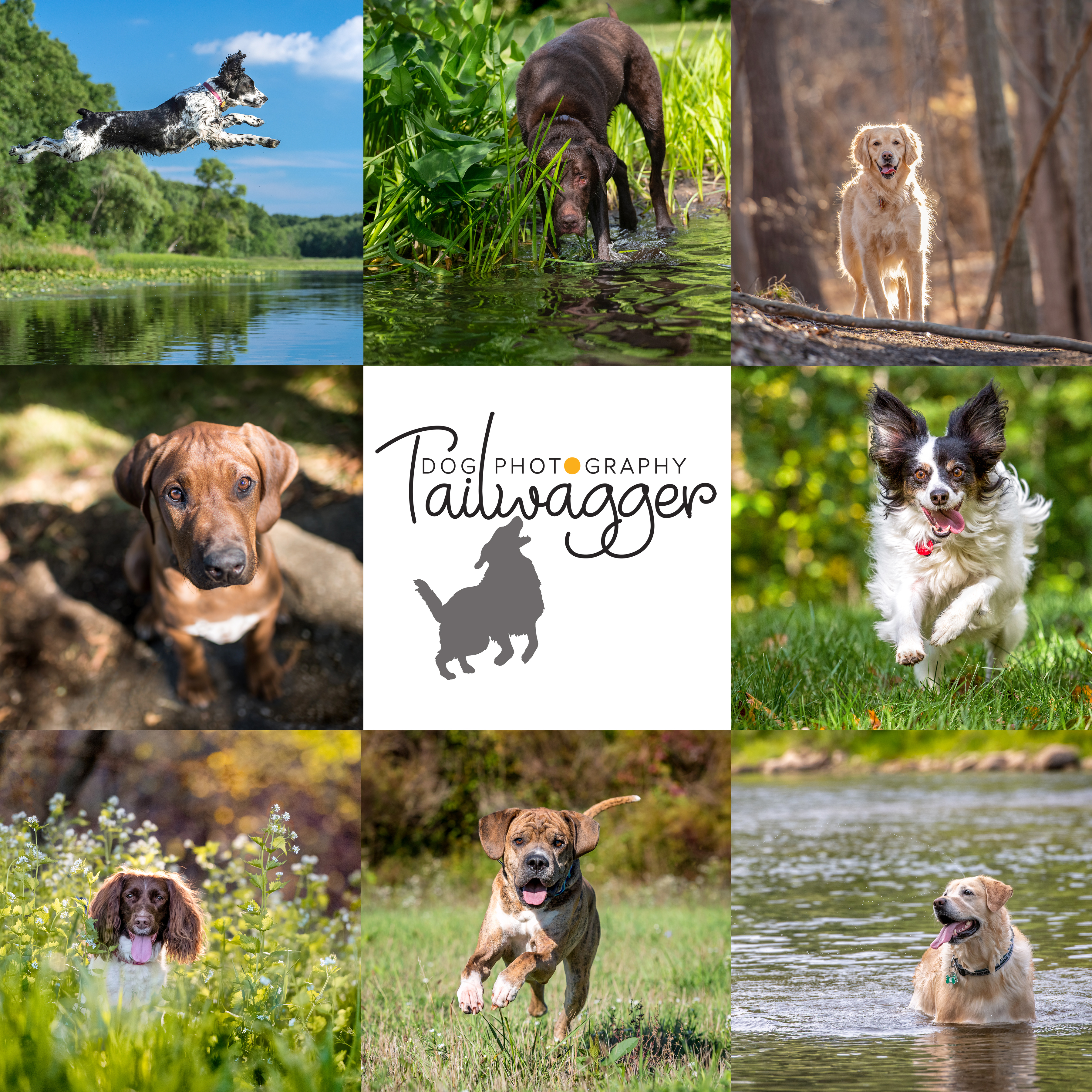 Square composite of Tailwagger Dog Photography photos. 