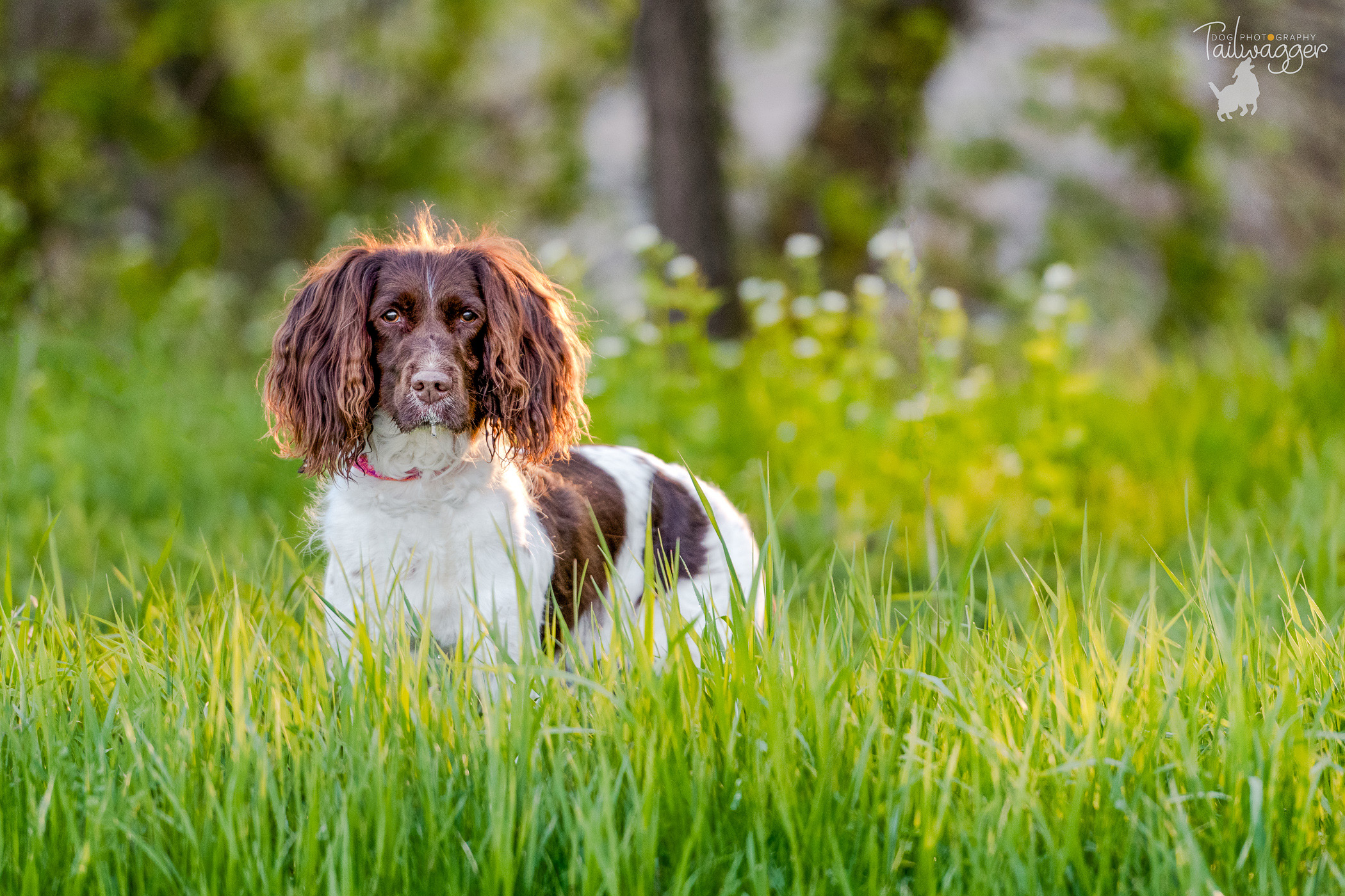 An English Springer Spaniel stands in the tall grass at Millennium Park in Grand Rapids, MI.