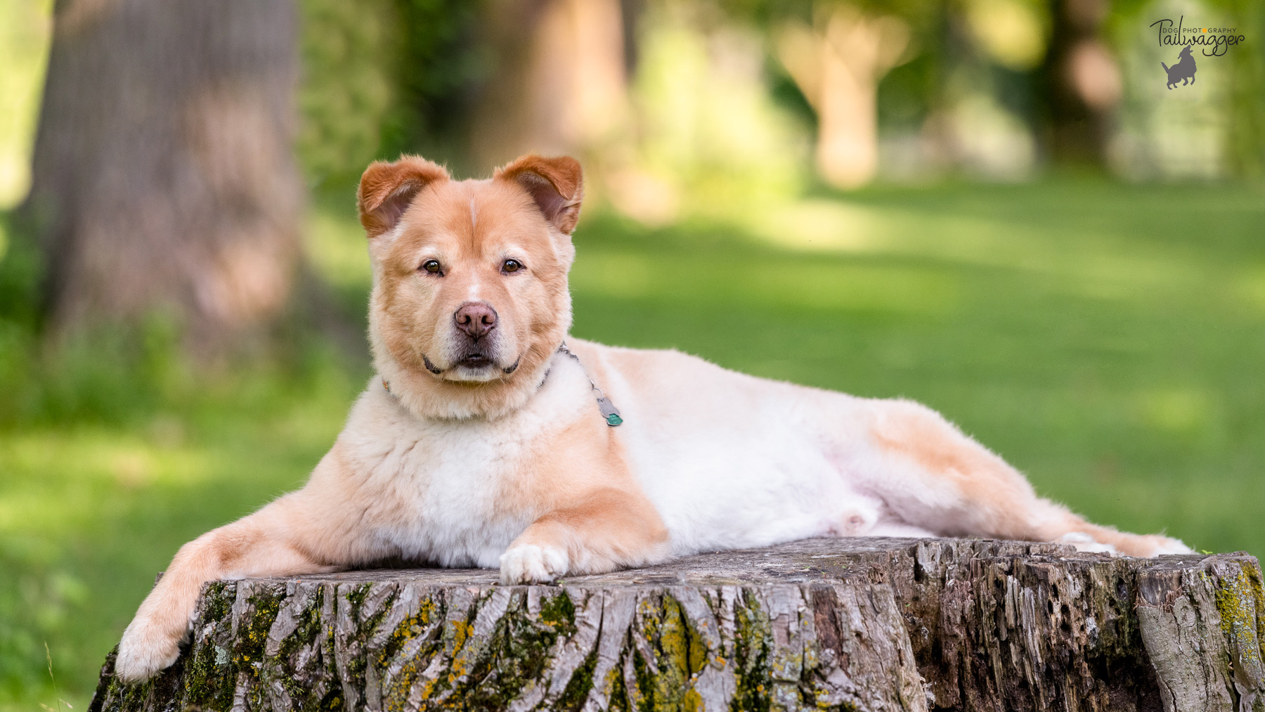 A male Golden Retriever mix lays on a large tree stump at Riverside Park in Grand Rapids, MI.