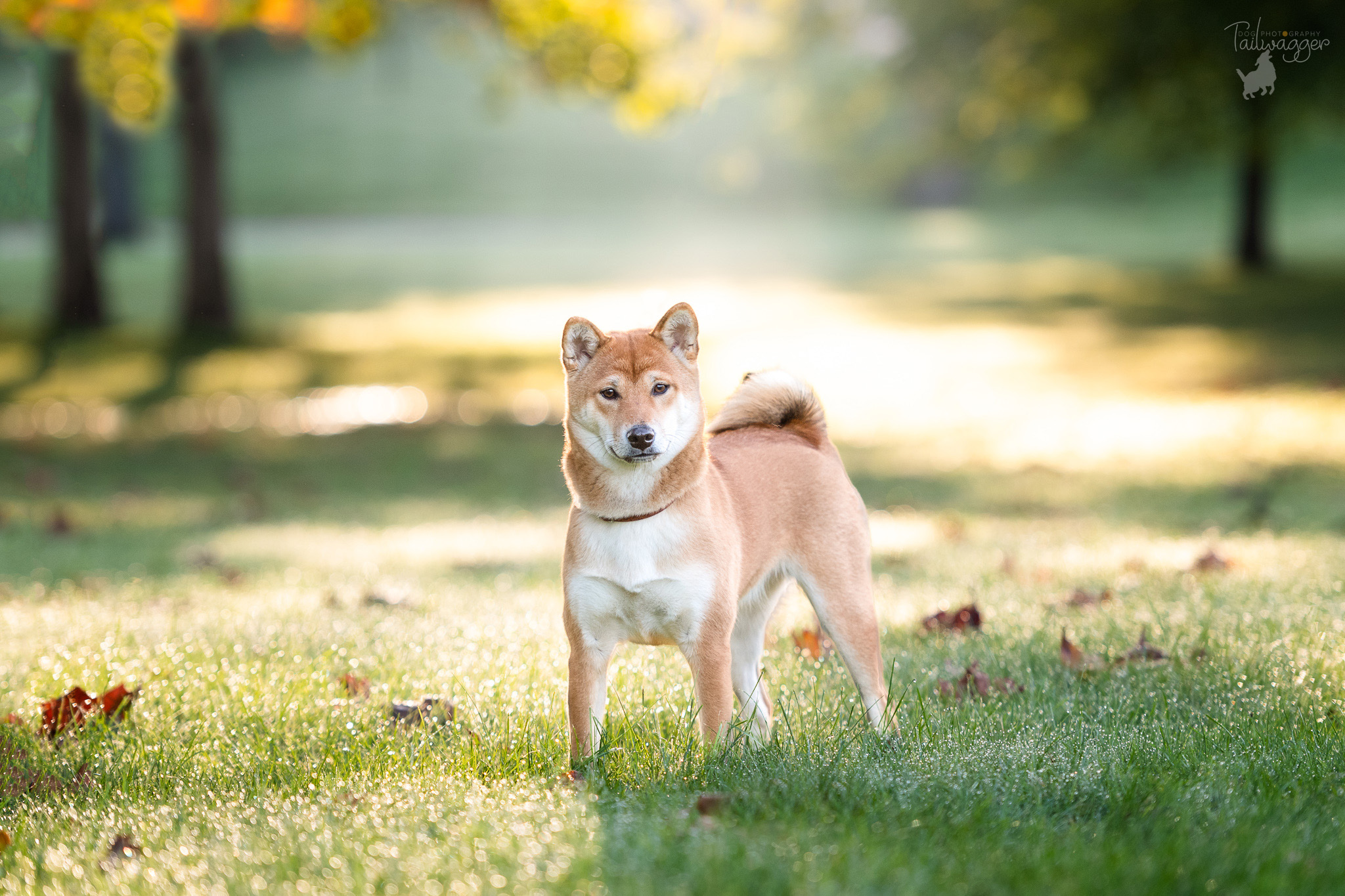 A 6 month old female Shiba Inu stands in front of the sun rising over Johnson Park in Grand Rapids, MI.