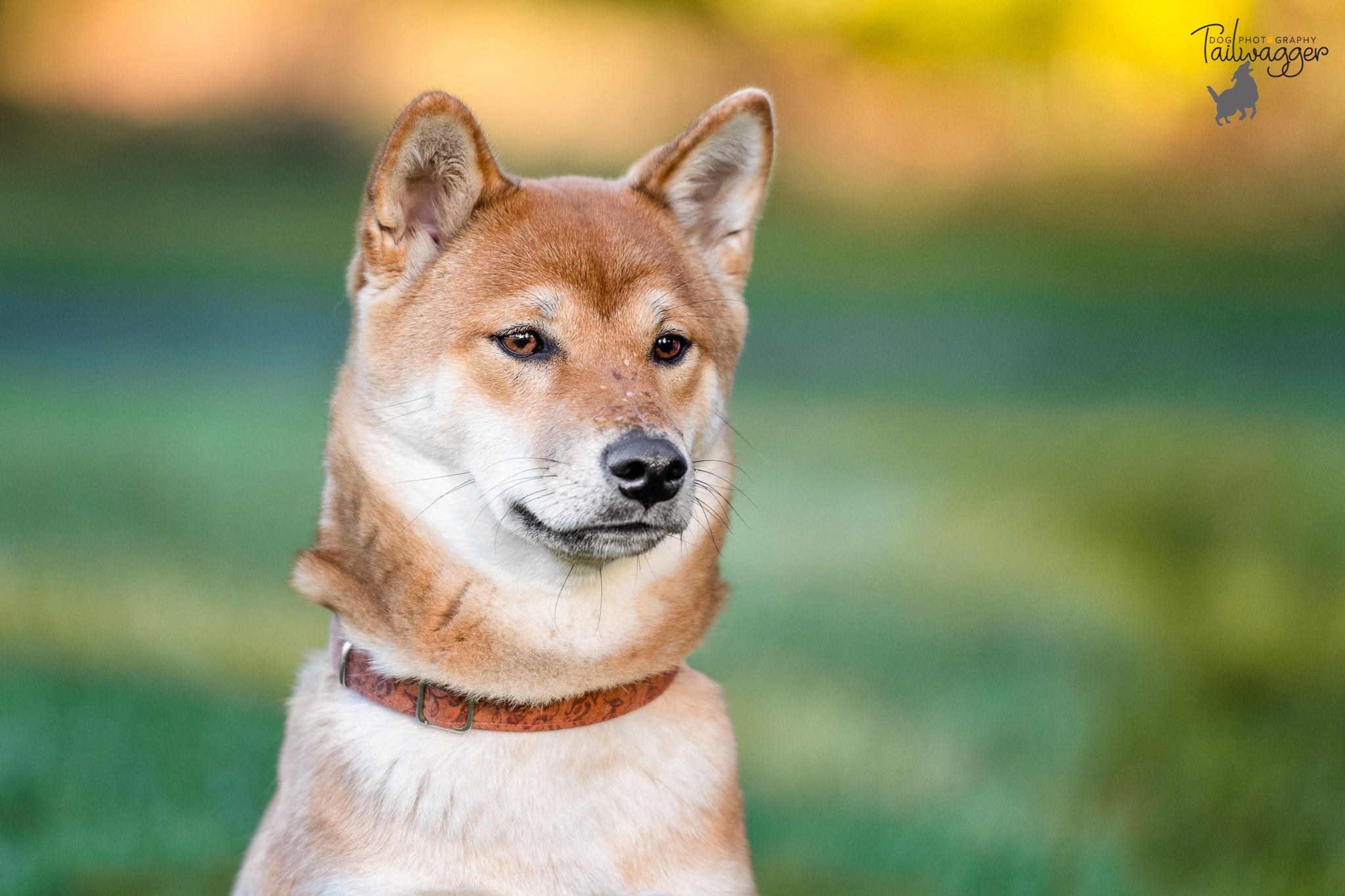 Headshot of a female Shiba Inu in Grand Rapids, MI.