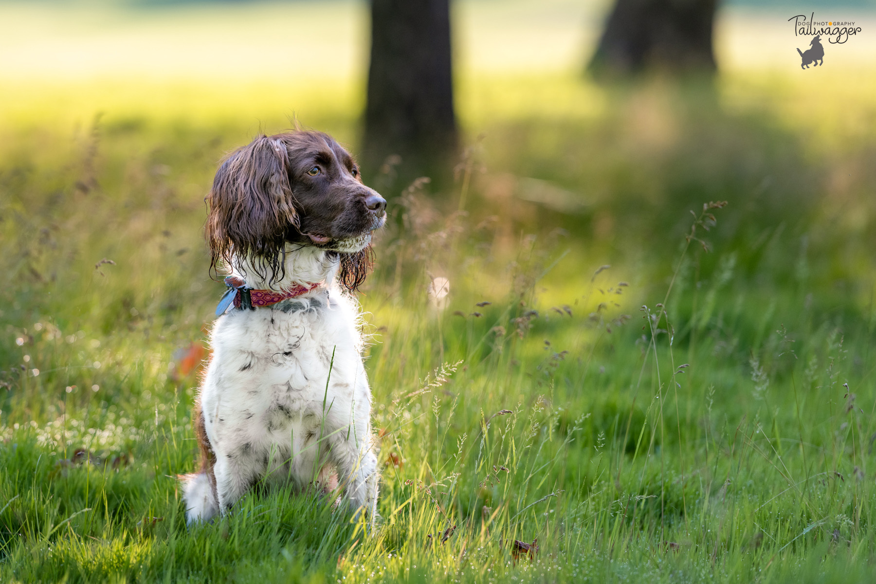 An English Springer Spaniel sits in the wet grass at Johnson Park in Walker, MI.