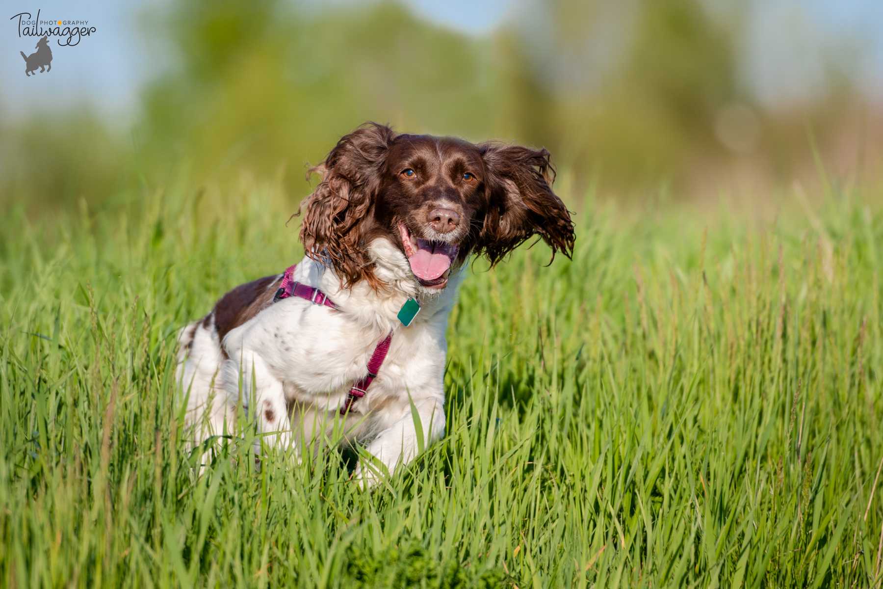 An English Springer Spaniel running through tall grass at the Millennium Park in Grand Rapids, MI.