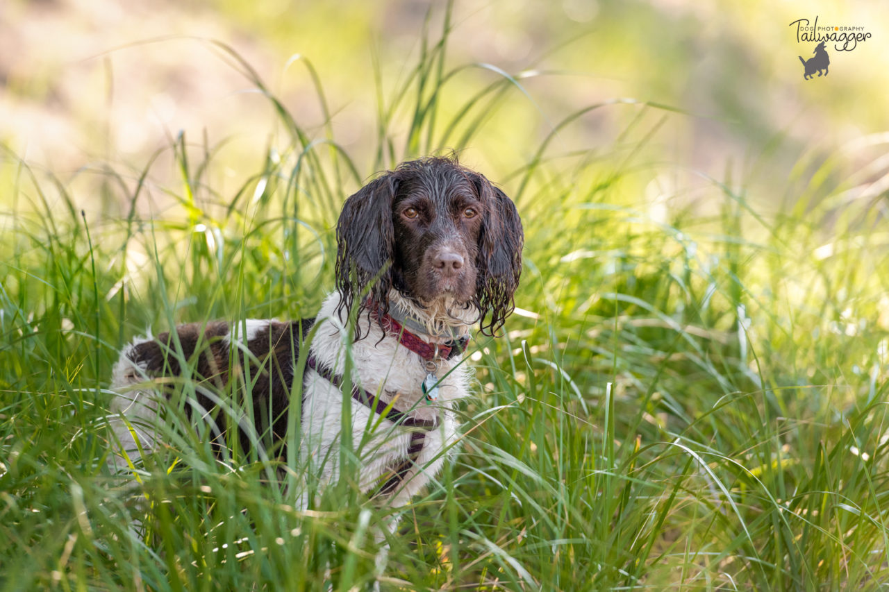 A female English Springer Spaniel in the shade at a Lake Michigan dog park.