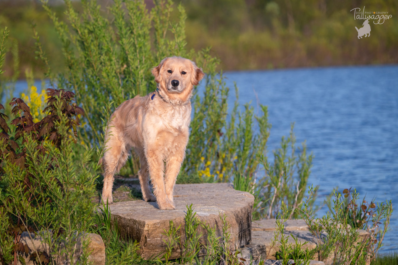 A male Golden Retriever stands on a flat rock at Millennium Park in Grand Rapids, MI.