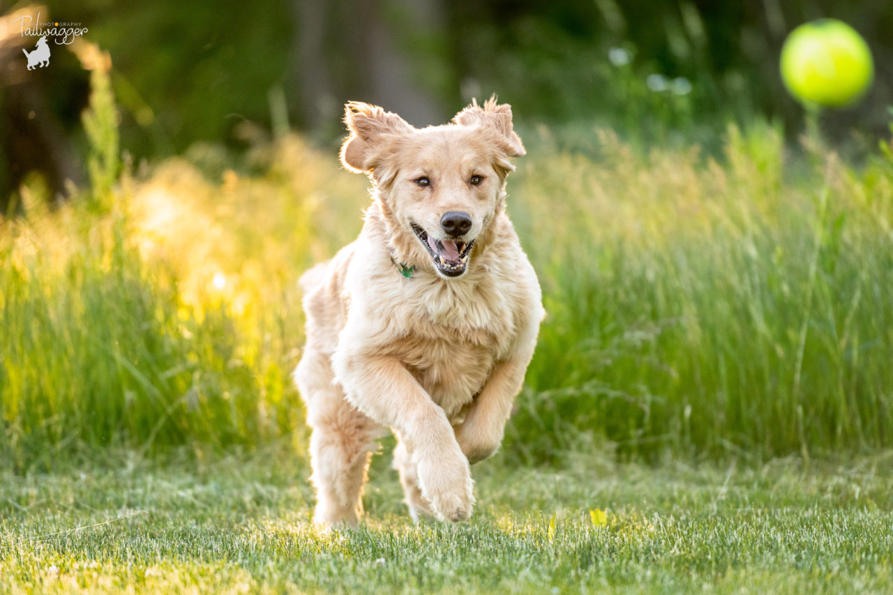 A male Golden Retriever runs after his tennis ball at Johnson Park in Walker, Michigan.