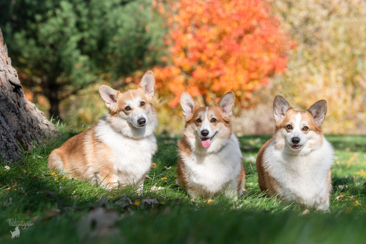 Three corgis sit to have their portrait taken at Johnson Park in Grand Rapids, MI.