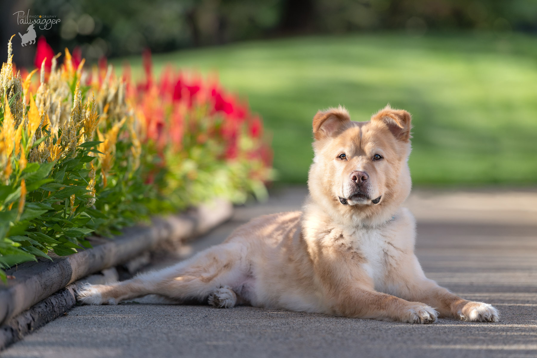 A dog portrait by Grand Rapids dog photographer, Tailwagger, of a male Golden Retriever mix lying by flowers.