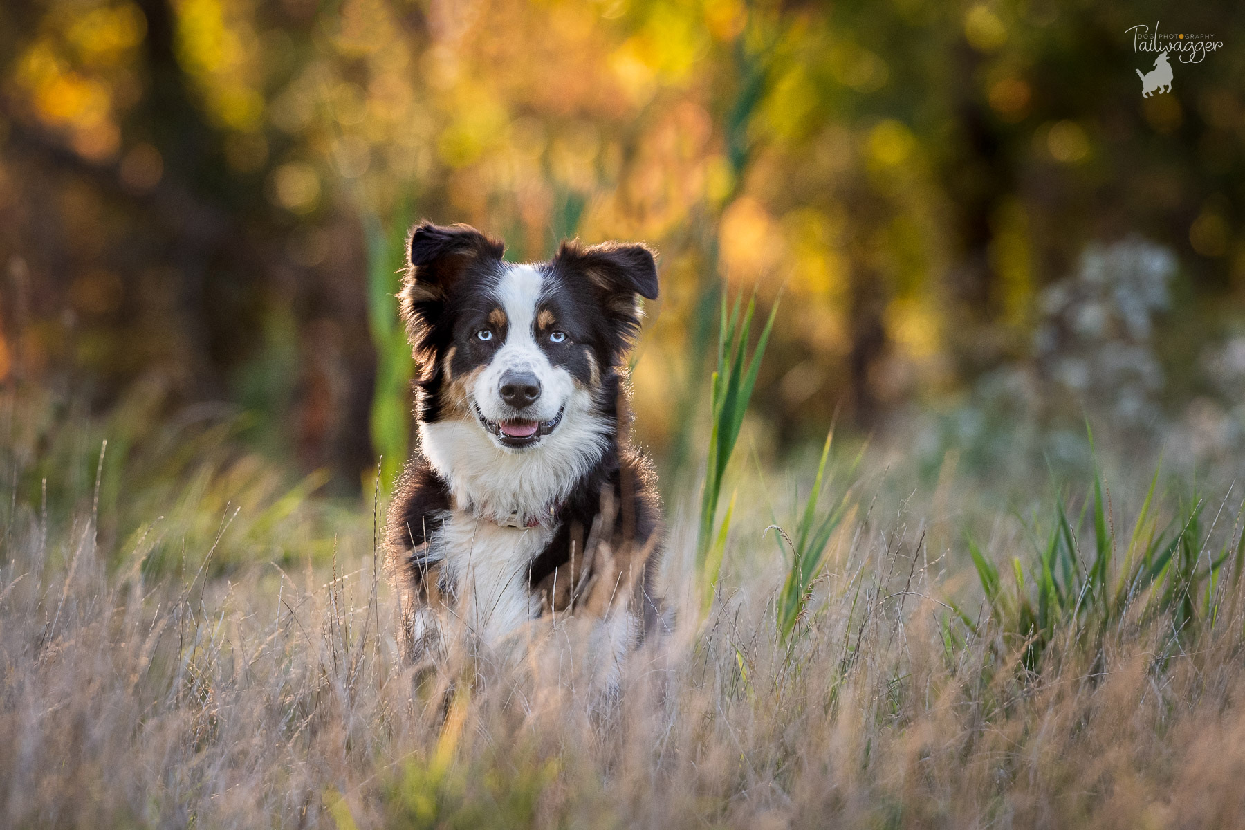A black, white and tan Australian Border Collie sits in the tall grass at Johnson Park in Grand Rapids, MI.