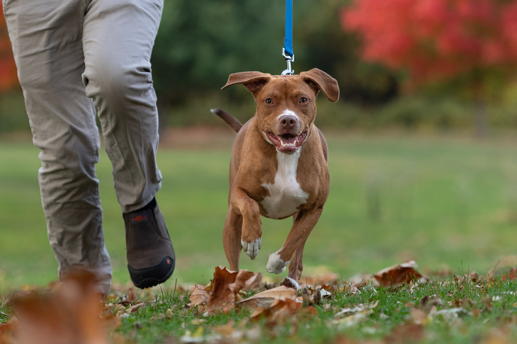 A pitbull mix running with her owner.
