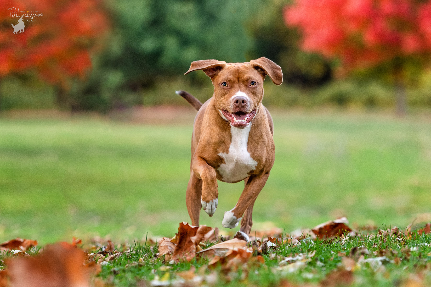 A brown pitbull mix runs through the grass at Johnson Park.