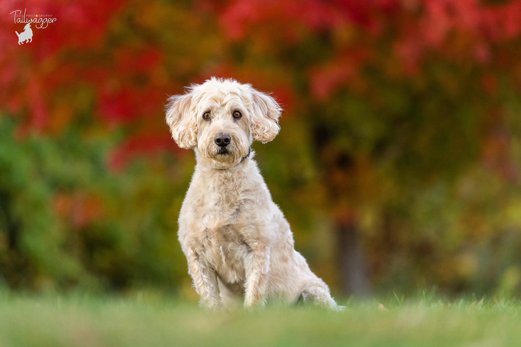 GrandRapidsDogPhotographer4 Tailwagger Dog Photography