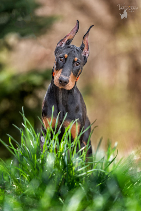 13 week old black Doberman puppy looks right into the camera lens with a large clump of green grass in front of him in Ada, MI.
